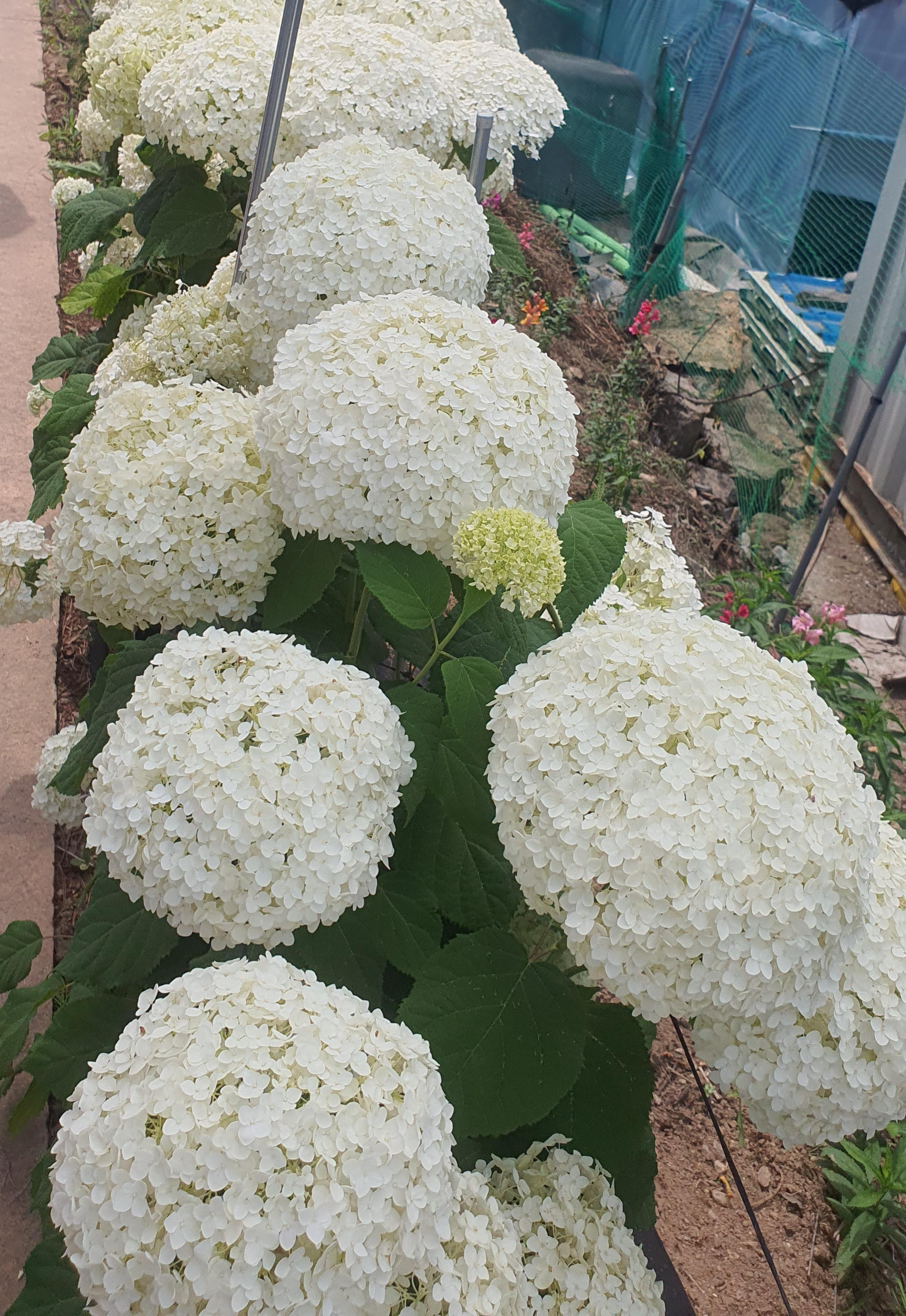 공주 유구 수국축제 주차정보(6월 충남 꽃축제)