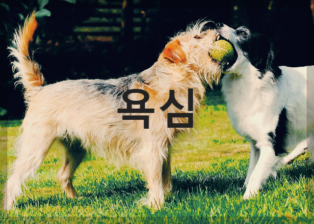  [창작시]욕심