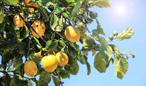  (9) 오늘의 팝송 - Lemon Tree / Fools Garden