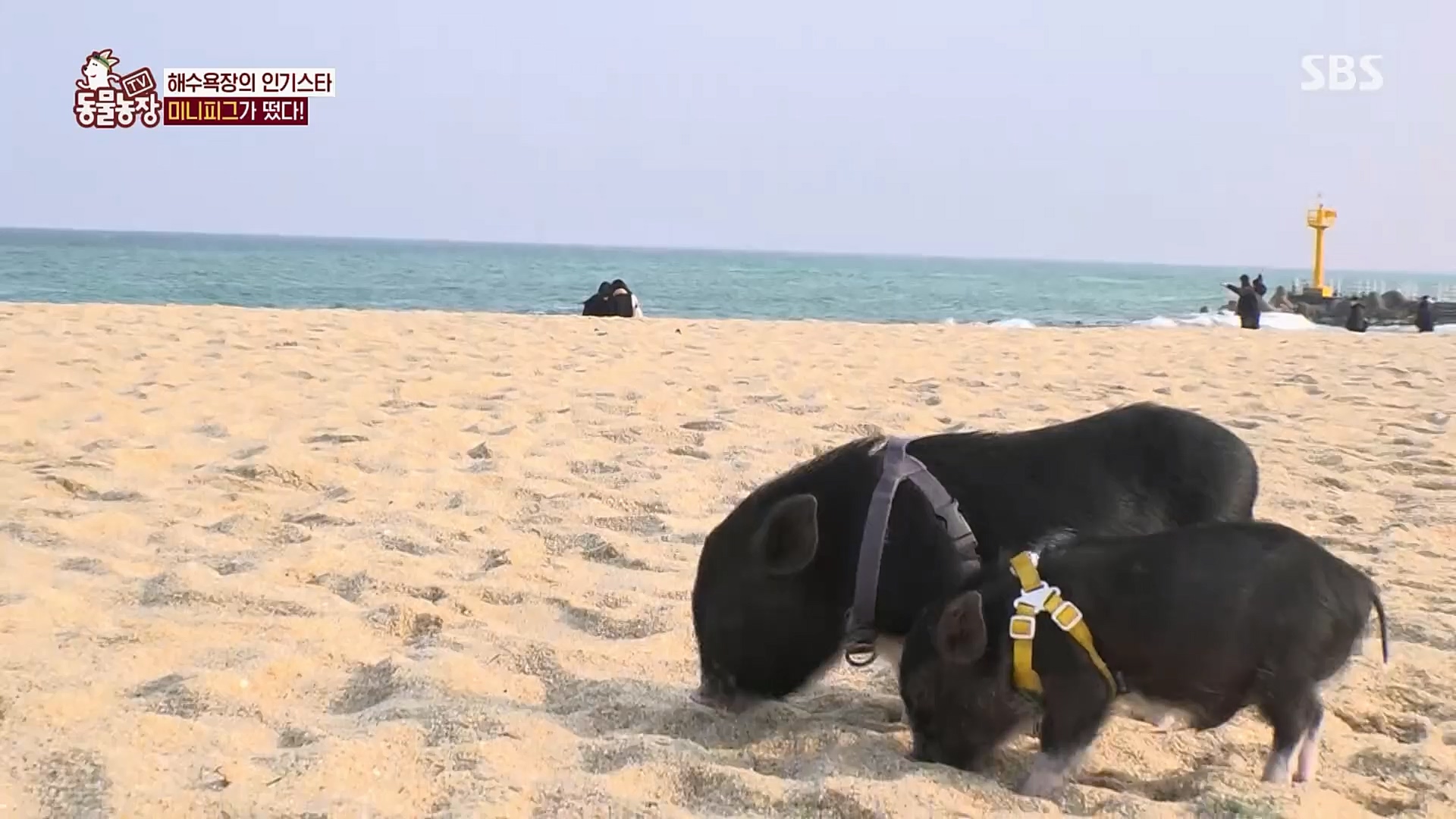 TV 동물농장.E1107.230205p.H264-F1RST.mp4_20230205_173939.732.jpg