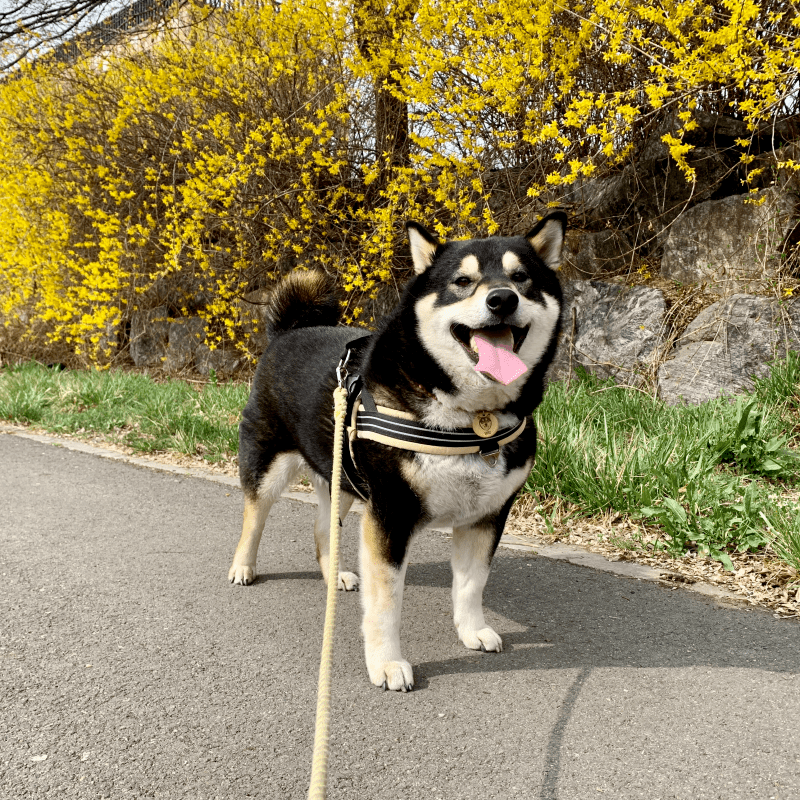 강아지_미세먼지_관리법