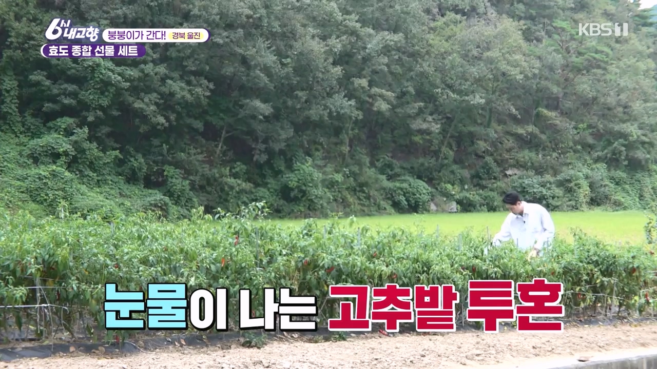 6시 내고향.E7888.230926p-NEXT.mp4_20230926_214722.540.jpg