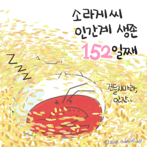  [반려동물] 소라게 버로우 생활 시작!
