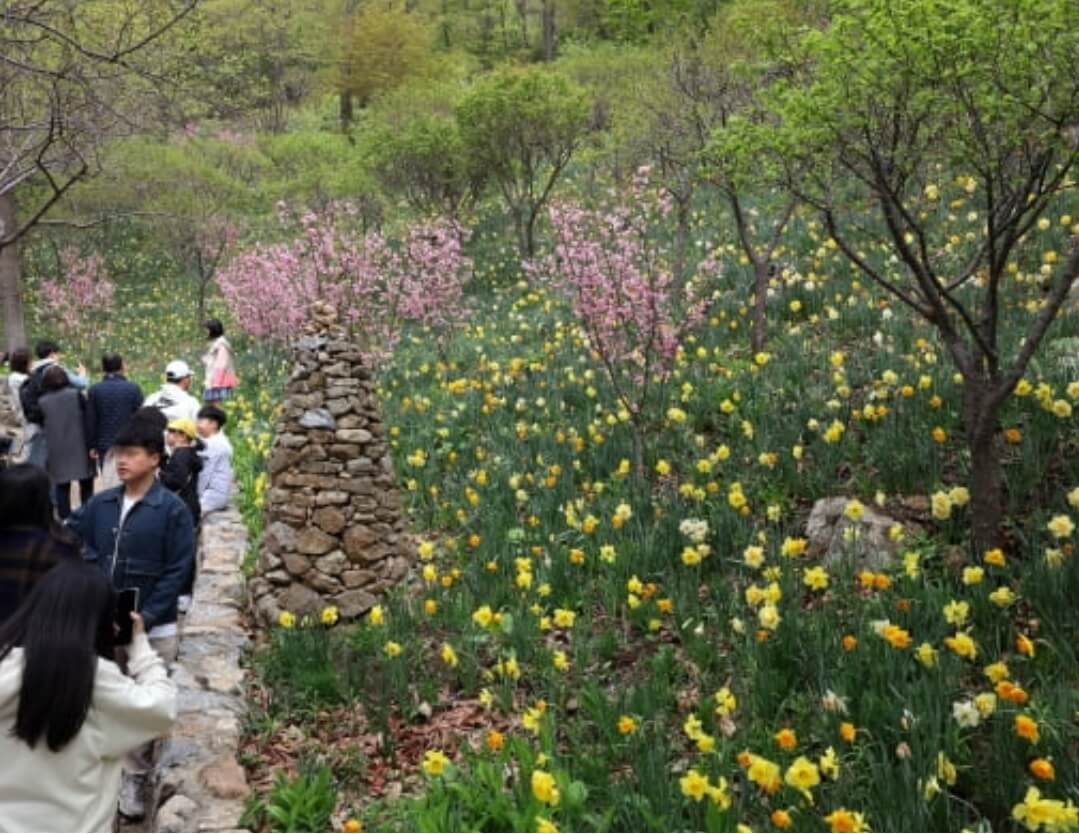 화담숲 봄꽃축제