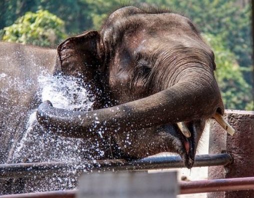 태국-코끼리