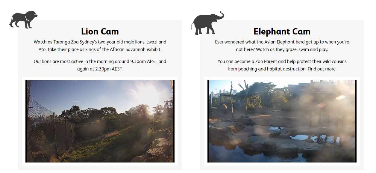 호주-타롱가-동물원-실시간영상-사자-코끼리-사육장