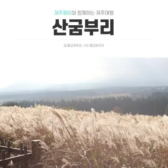 가을 감성 폭발하는 억새 명소 총정리 완벽 여행 가이드_5