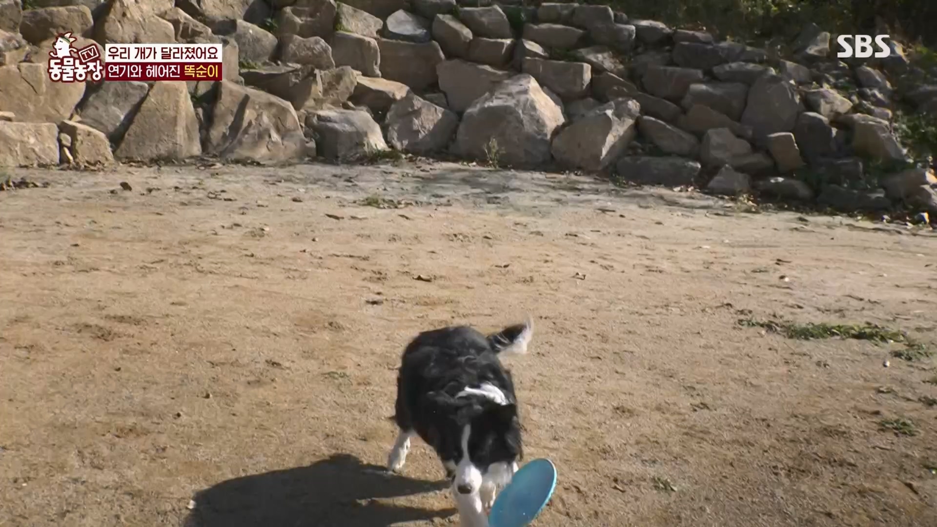 TV 동물농장.E1148.231203p.H264-F1RST.mp4_20231203_165830.744.jpg