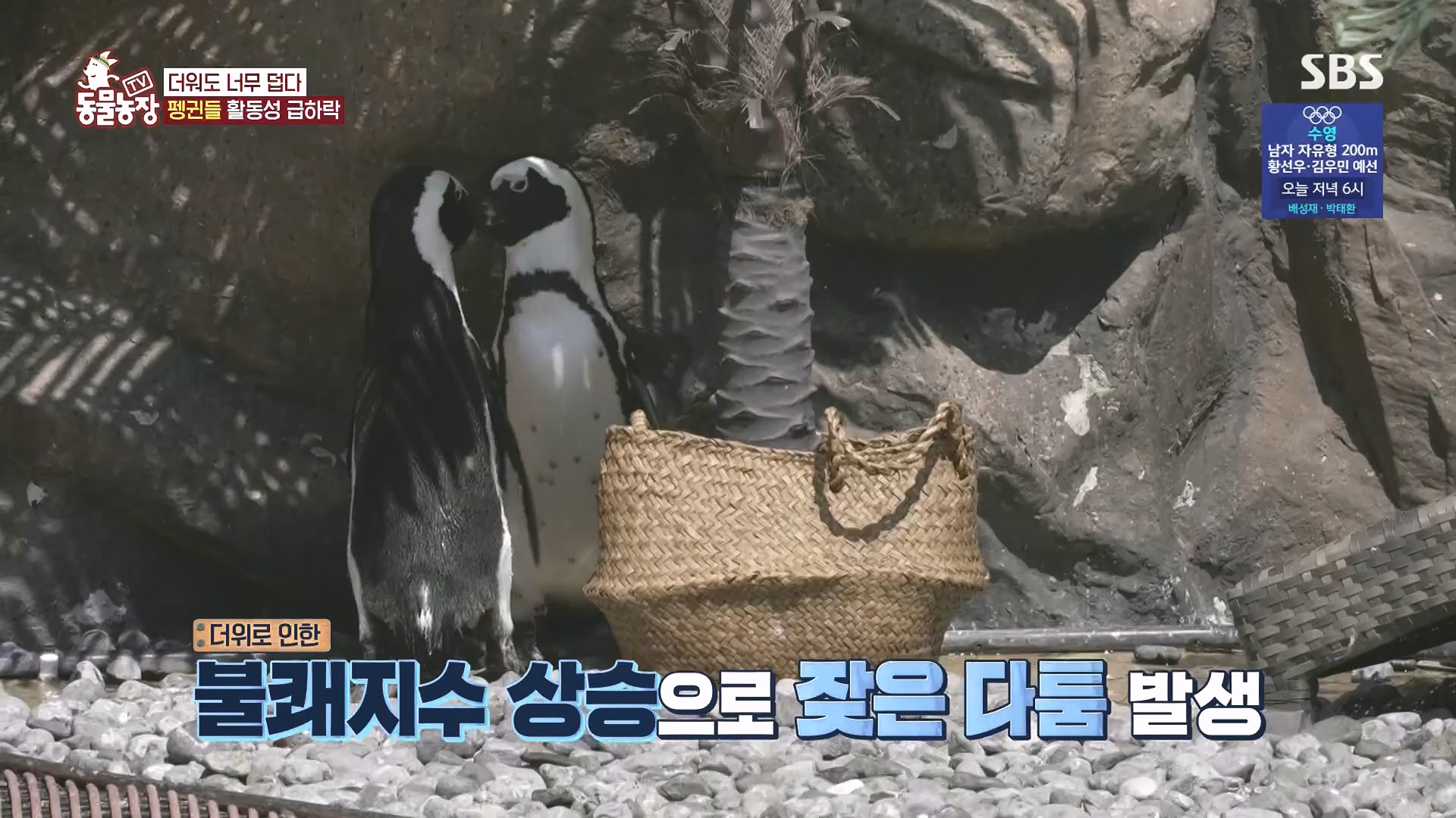 TV 동물농장.E1182.240728p.H264-F1RST.mp4_20240728_152540.417.jpg