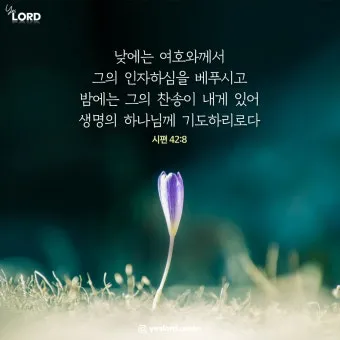 시편 84장 11절 읽기 - 여호와 하나님은 해요 방패이시라 여호와께서 은혜와 영화를 주시며_22