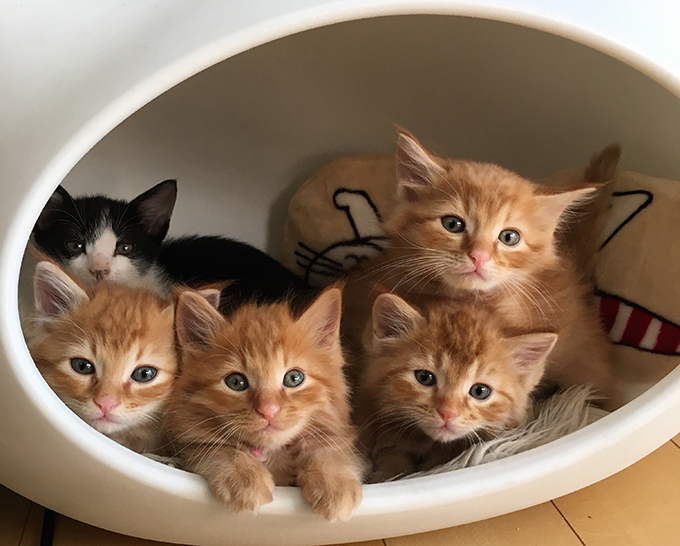  고양이 돼지고기 먹어도 될까요?