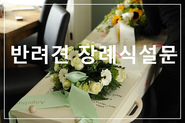  반려견의 장례식에 대해 당신은 어떤 생각을 가지고 계신가요?(설문조사)