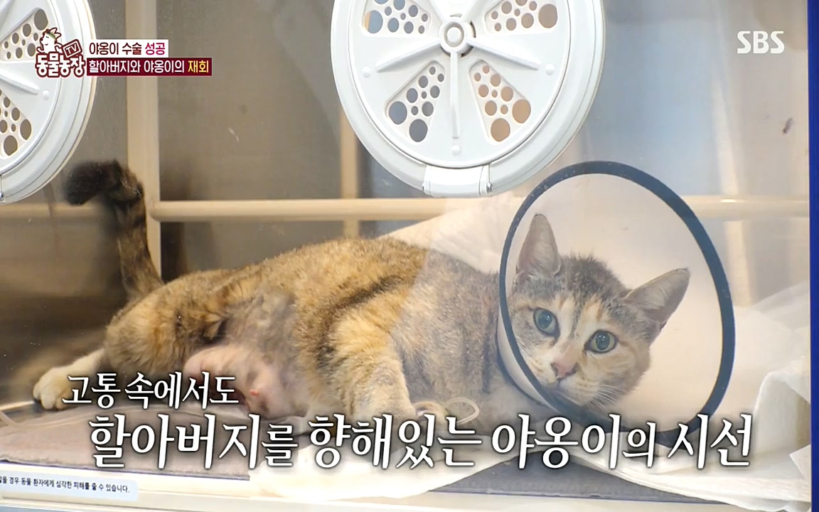 TV 동물농장.E1071.220530p-NEXT.mp4_20220529_174723.807.jpg