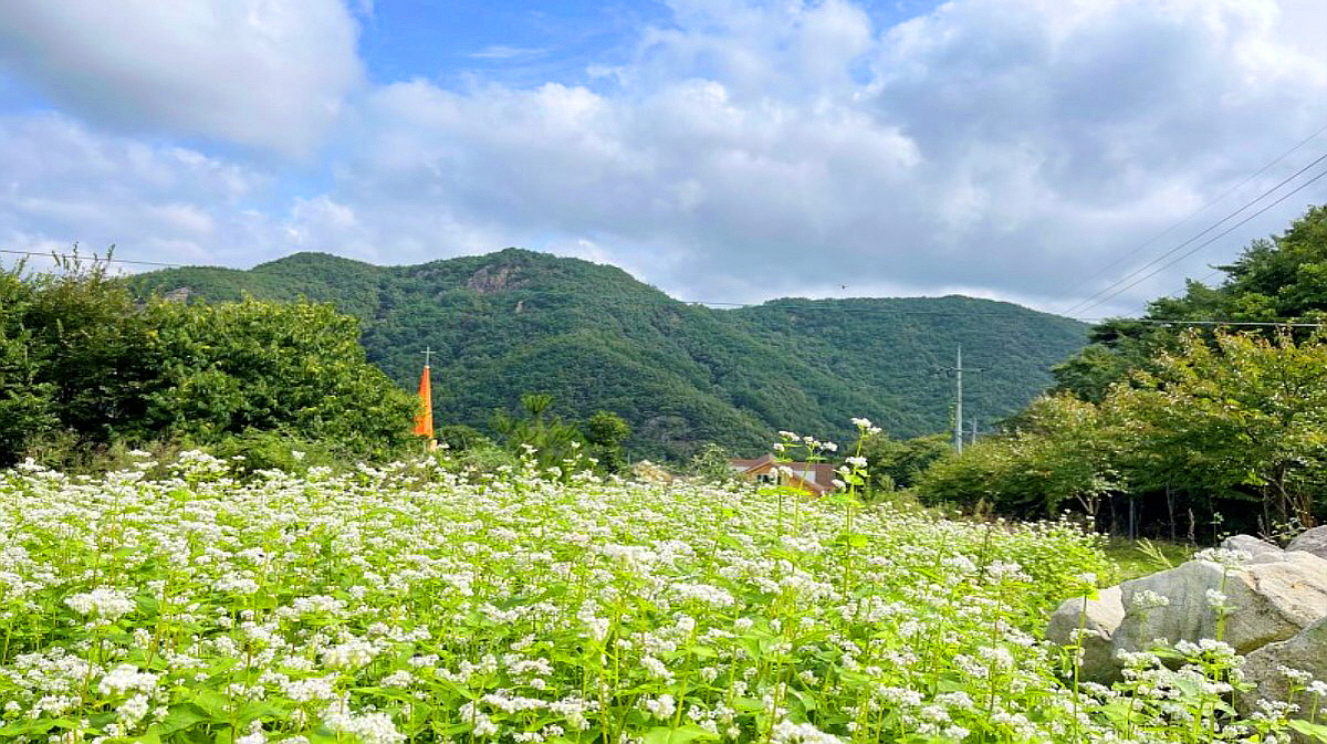 보은 구병마을