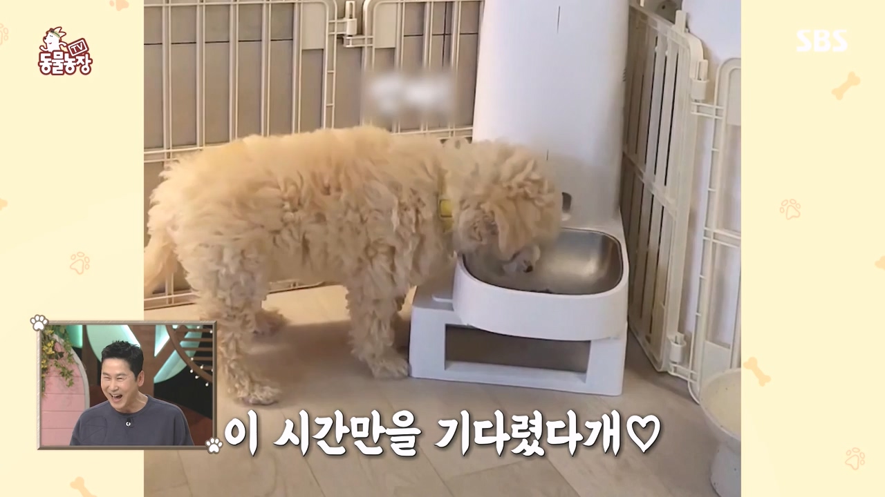 TV 동물농장.E1171.240513p-NEXT.mp4_20240512_163323.143.jpg