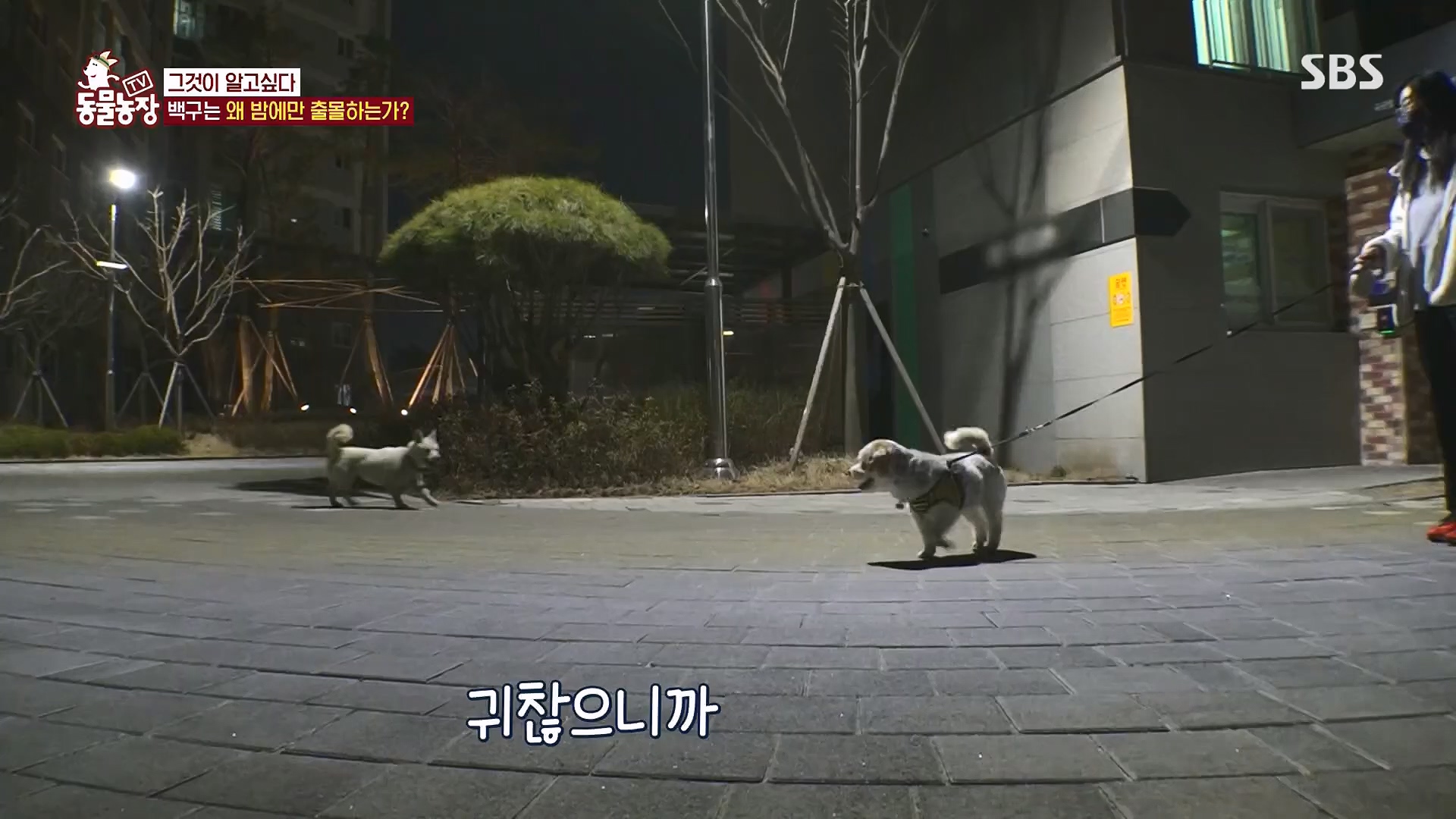 TV 동물농장.E1118.230430p.H264-F1RST.mp4_20230430_172339.979.jpg