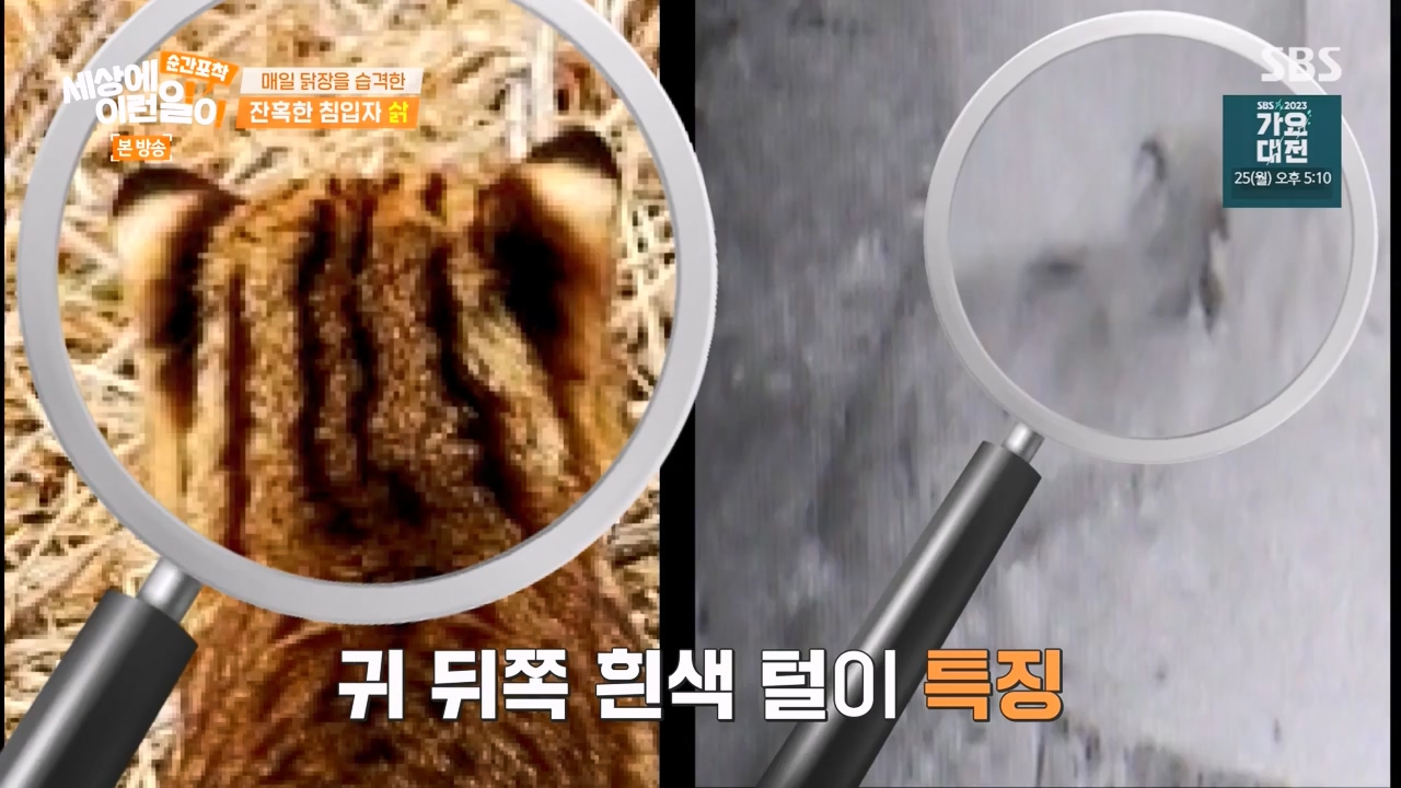 순간포착 세상에 이런일이.E1257.231224p-NEXT.mp4_20231224_180236.084.jpg