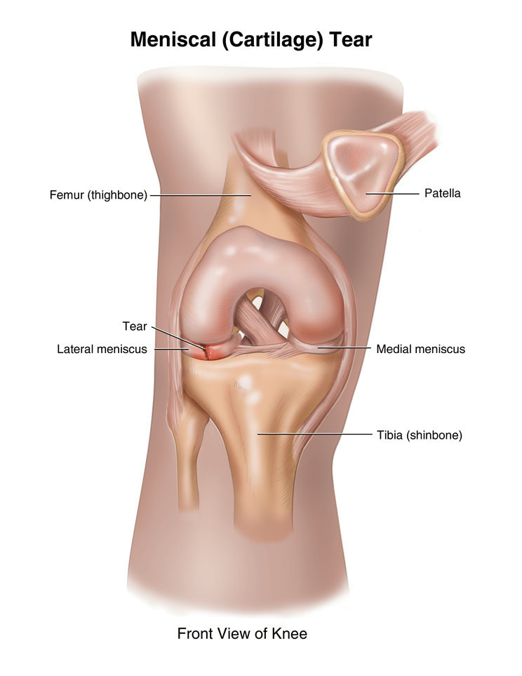 무릎관절 해부학적 구조