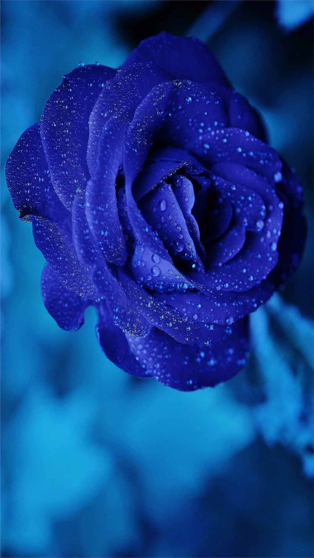 Rose Flower iPhone Wallpaper