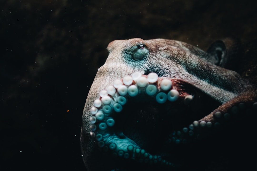 Octopus.