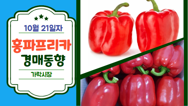  [경매사 일일보고] 10월 21일자 가락시장 홍파프리카 경매동향을 살펴보겠습니다!