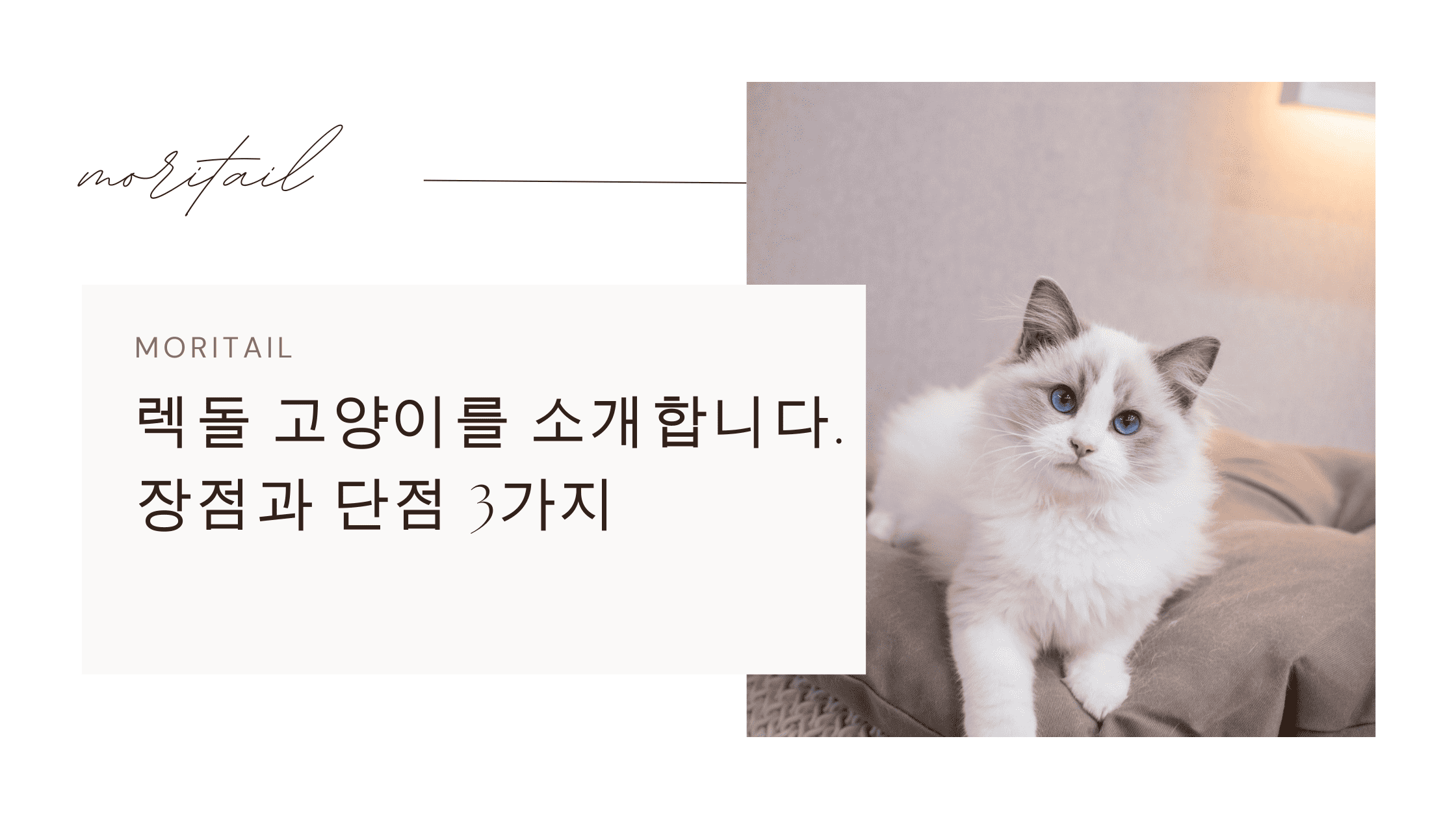 렉돌 고양이를 소개합니다. 장점과 단점 3가지