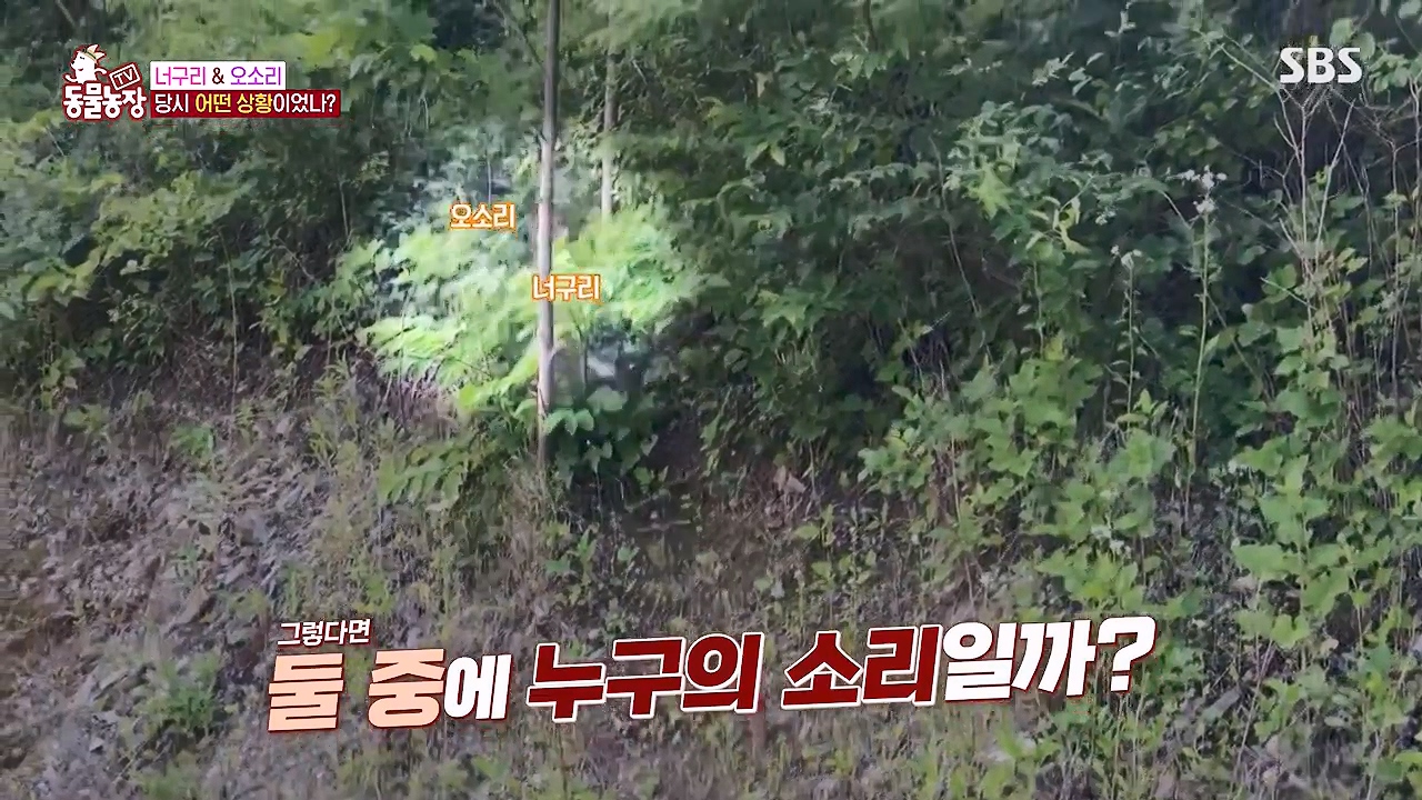 TV 동물농장.E1172.240520p-NEXT.mp4_20240519_163629.635.jpg