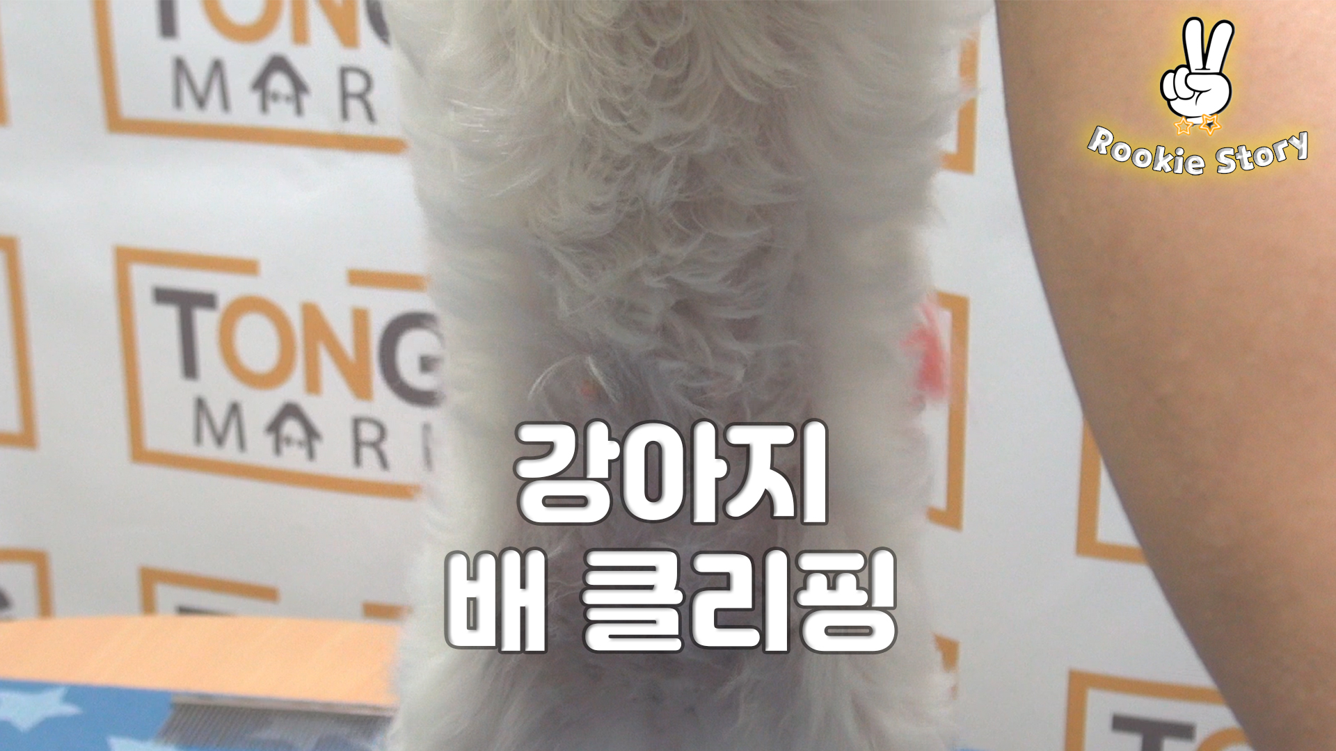  애견 셀프 미용 강아지 배털 바리깡 클리퍼 미는 방법