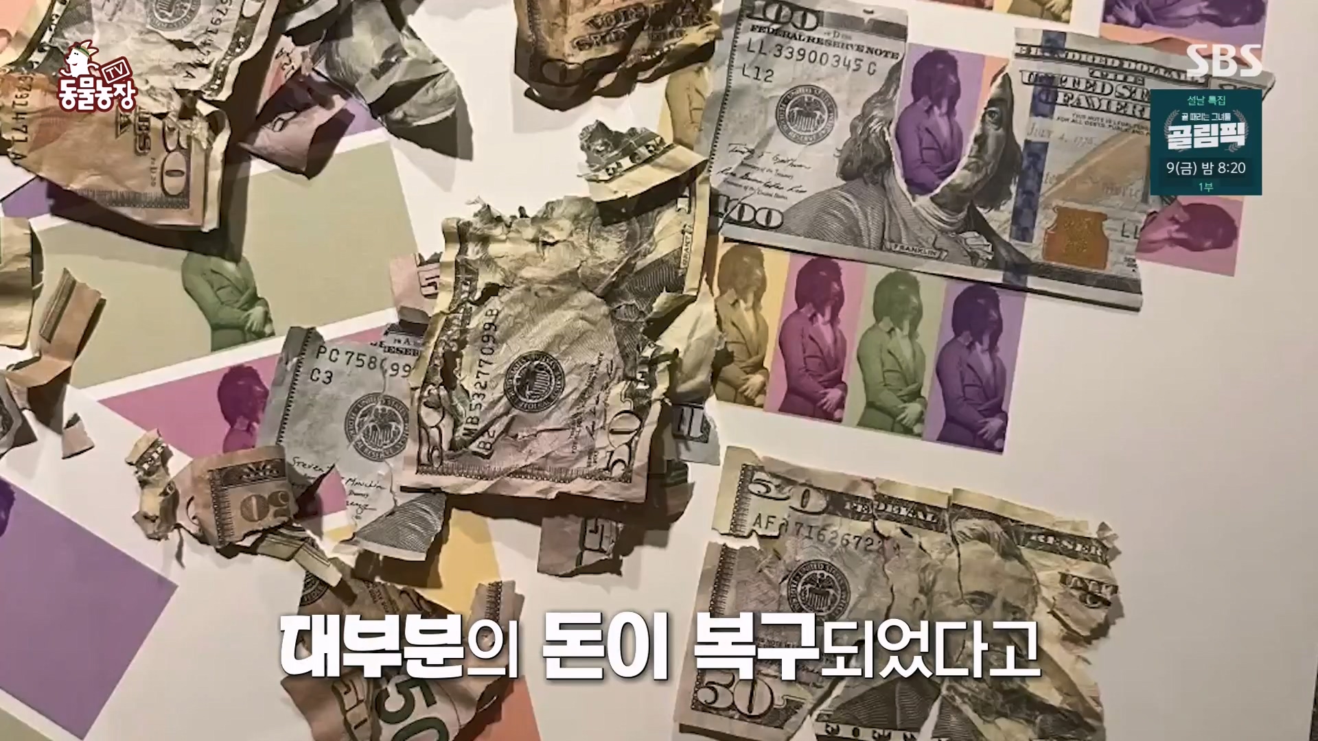 TV 동물농장.E1157.240204p-NEXT.mp4_20240204_164242.930.jpg