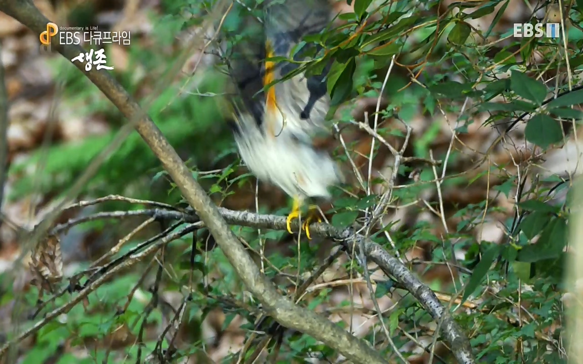 생존 3부_ EBS 다큐프라임_ 220629.avi_20220701_210757.027.jpg