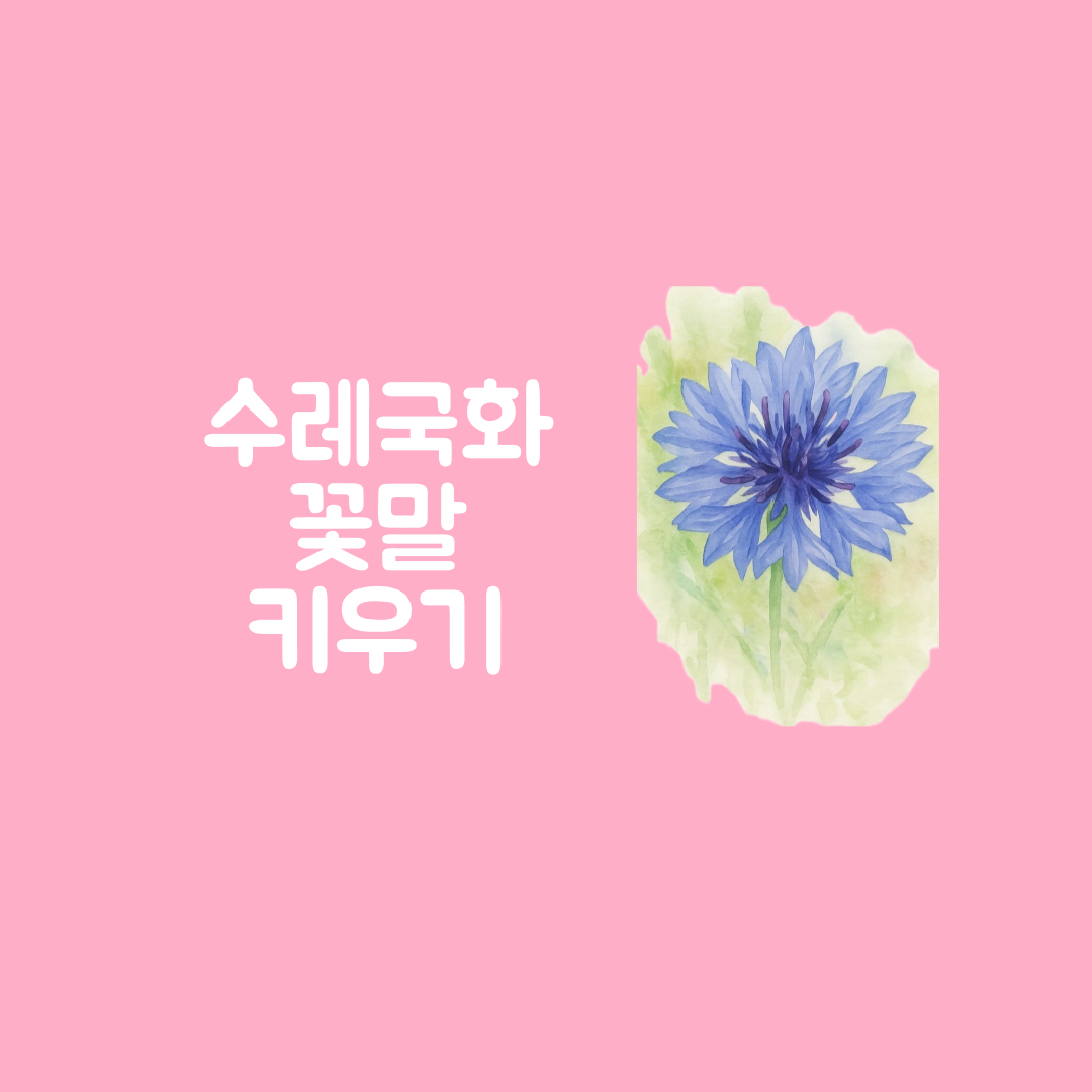 수레국화 꽃말 파종시기 개화시기 키우기
