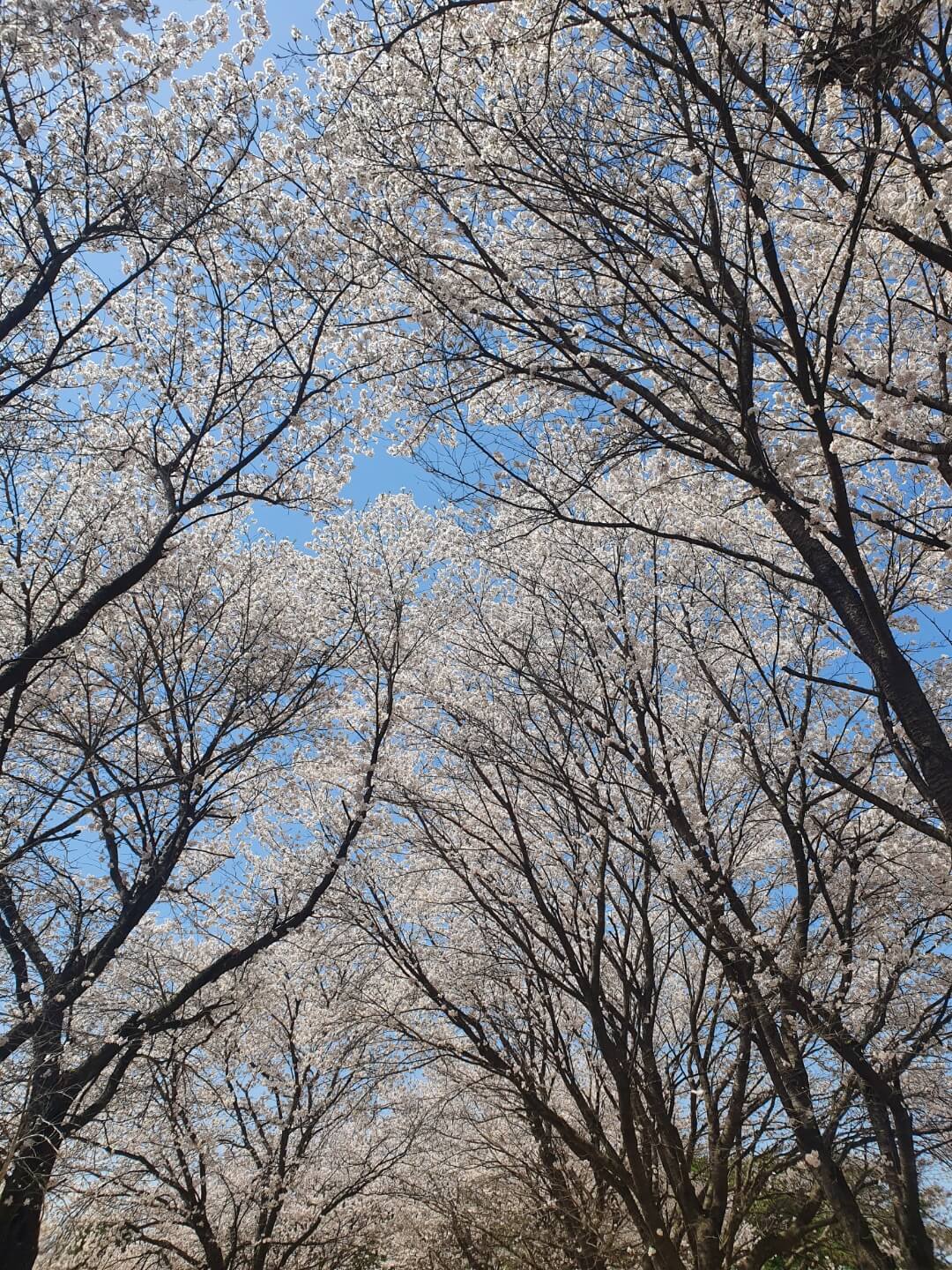하회마을 벚꽃나무