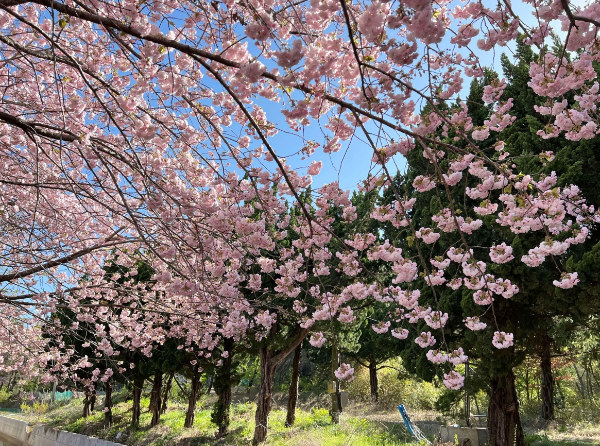 벚꽃 가지들이 수로위에