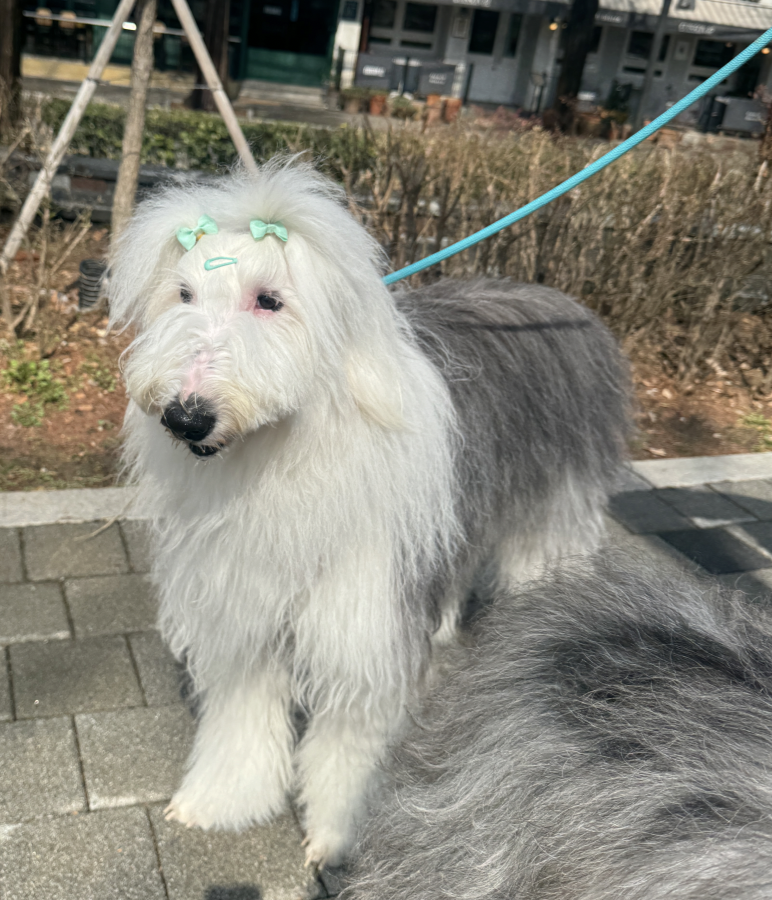  수원화성 대형견 동반 산책