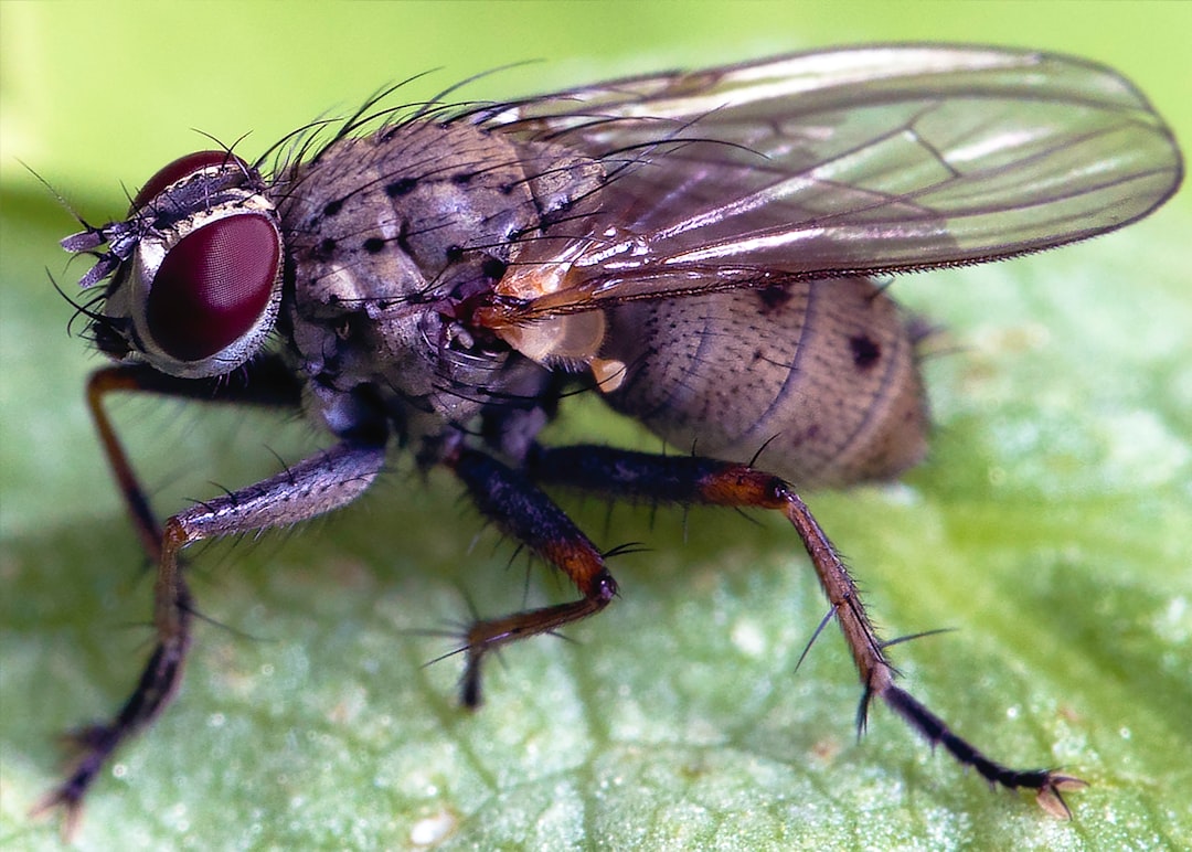 Insect.