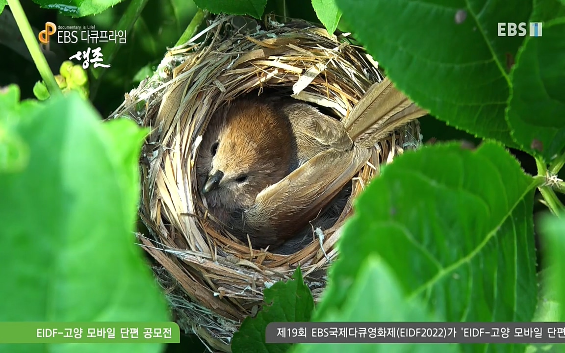 생존 3부_ EBS 다큐프라임_ 220629.avi_20220701_204346.243.jpg