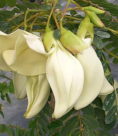  벌새나무 (CORKWOOD TREE) 효능 및 부작용, 섭취법 알고 가세요.