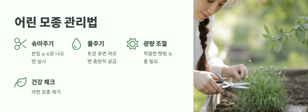 수레국화 파종시기 필수 정보 9