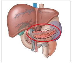 소화기관중 췌장 위치