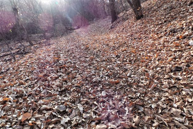 낙엽 쌓인 급경사 비탈&#44; 길이 안보여요&#44;