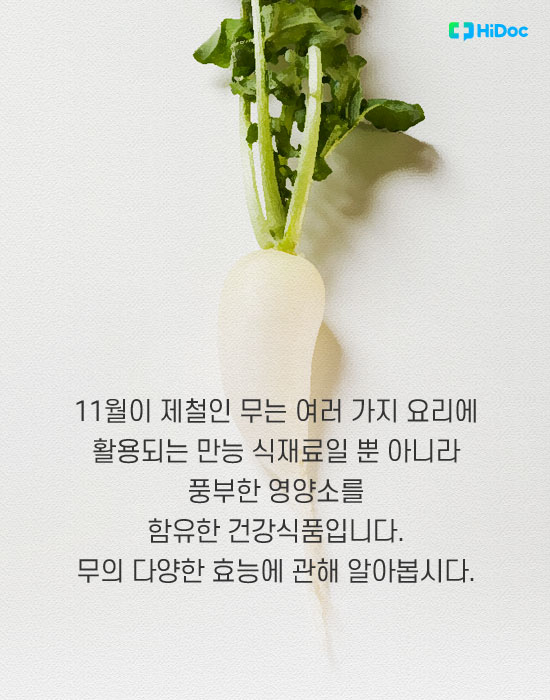 11월이 제철인 무에 대한 설명