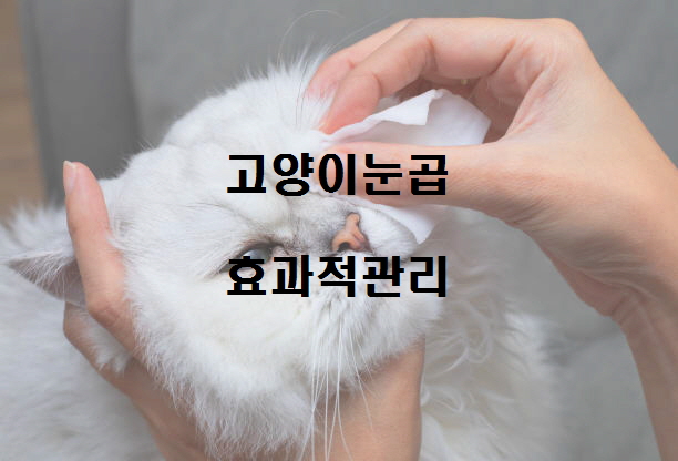  노다지네 잡학다식