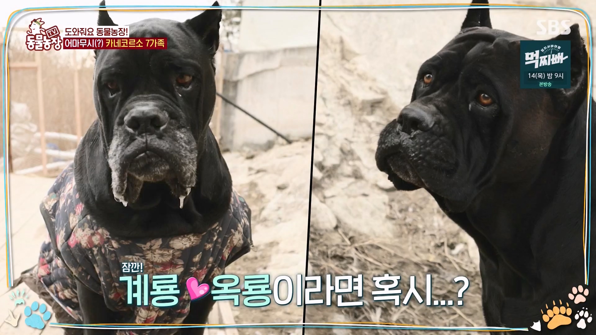 TV 동물농장.E1162.240310p-NEXT.mp4_20240310_162855.474.jpg