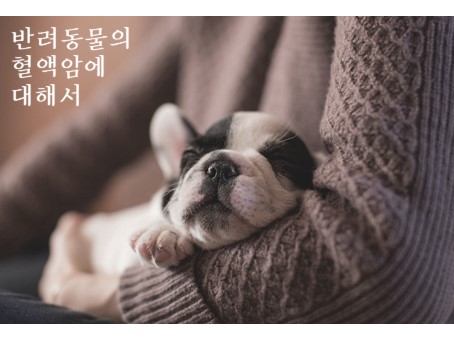  개, 고양이 - 혈액암
