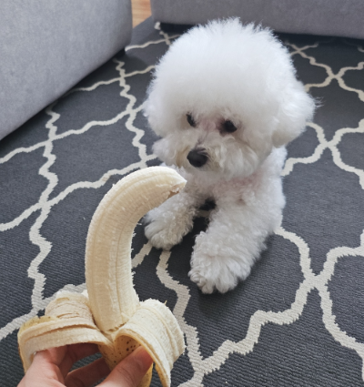  강아지 바나나 먹어도 될까? 껍질은?
