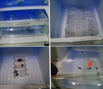 냉장고 내부의 초파리 사진
