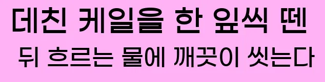  2. 데친 케일을 한 잎씩 뗀 뒤 흐르는 물에 깨끗이 씻는다.