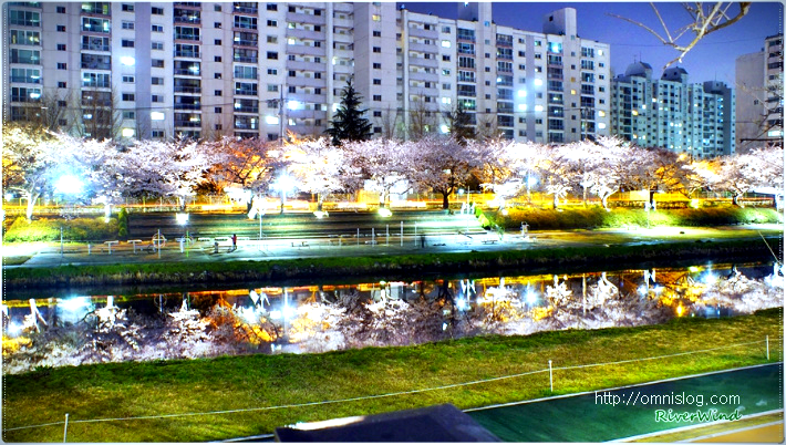 아름다운 밤 벚꽃 풍경