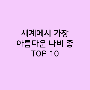 세계에서 가장 아름다운 나비 종 TOP 10