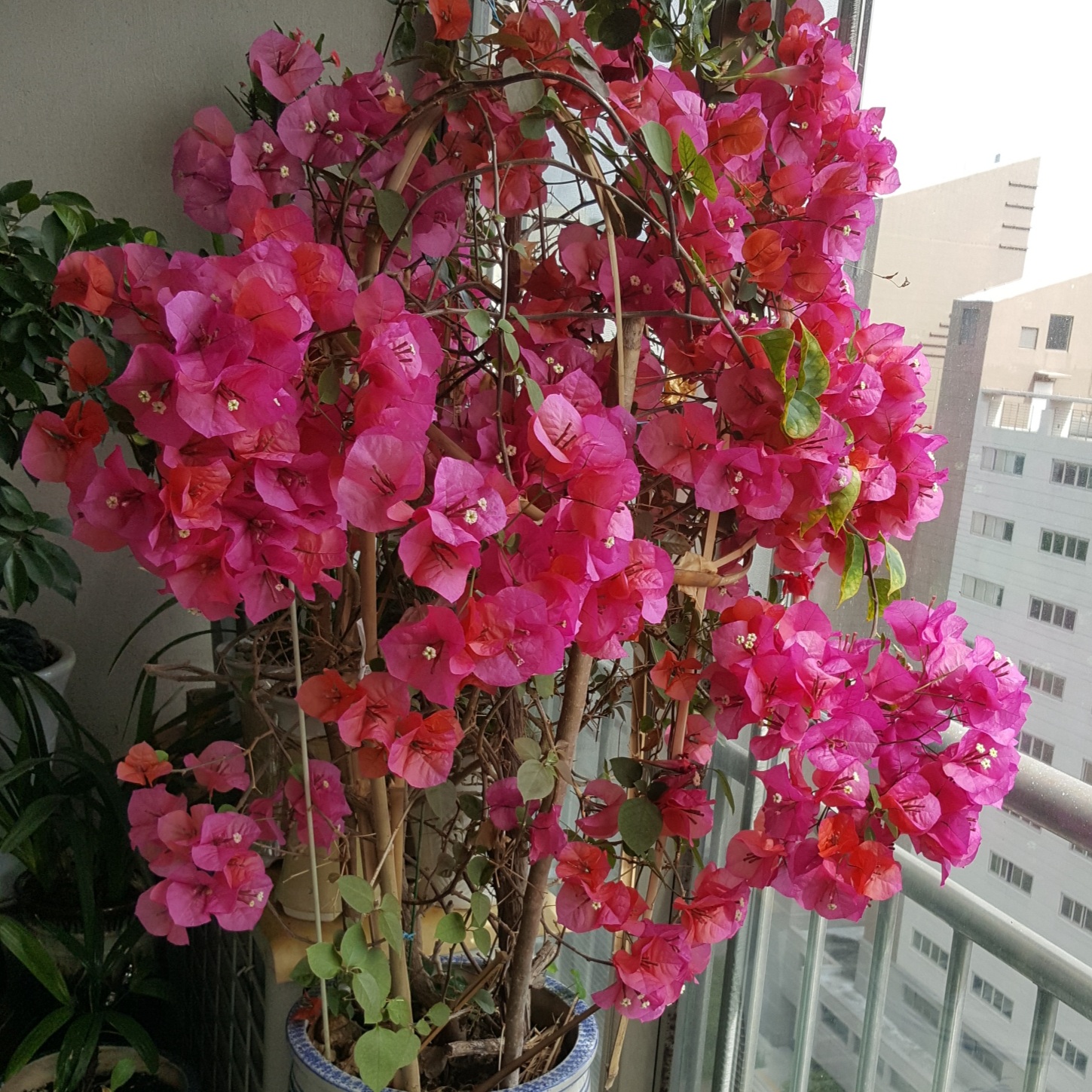  생명력